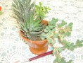 /album/galeria-de-fotos-mini-jardins-de-catos/imagem-de-2013-037-jpg/